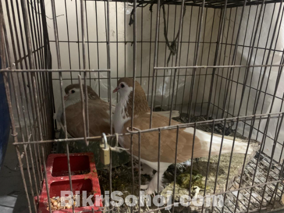 লাহোরি শিরাজি ডিম সহ জোরা ।১০০% Fresh